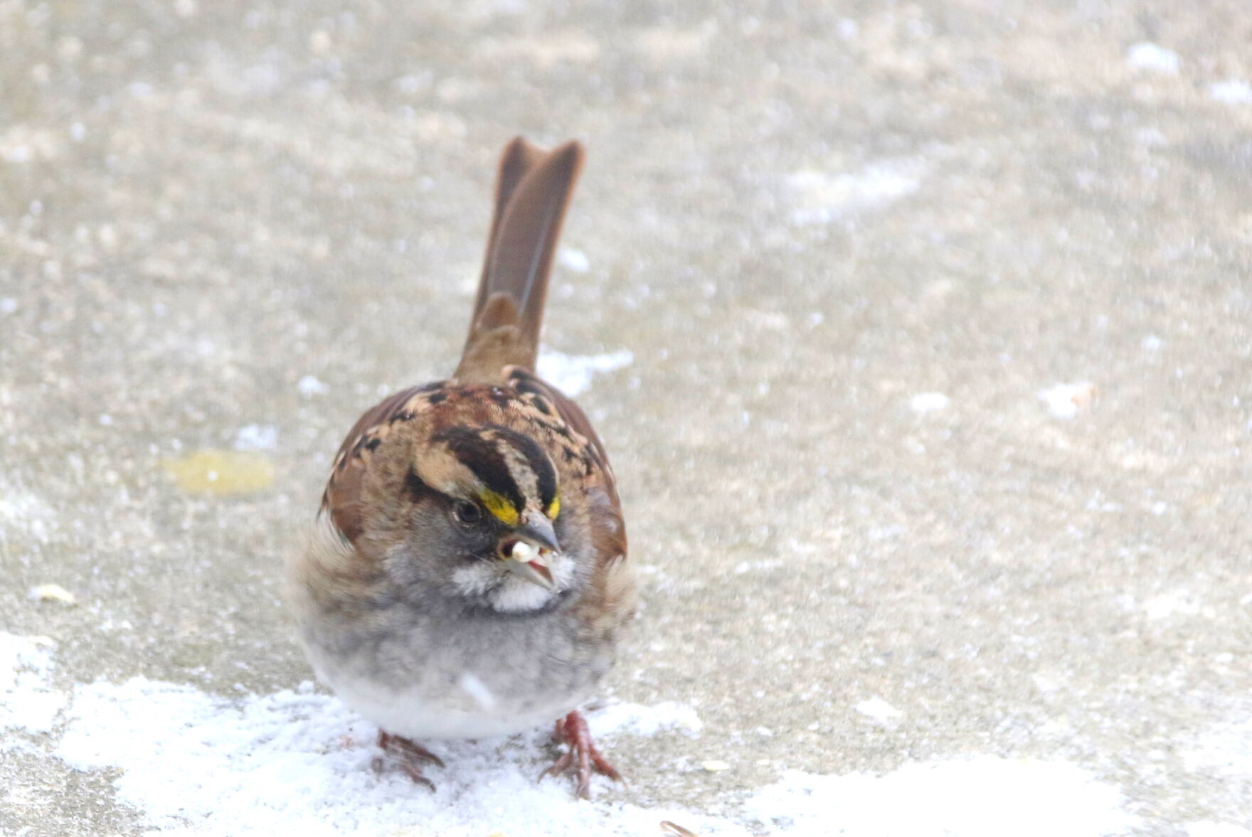 sparrow